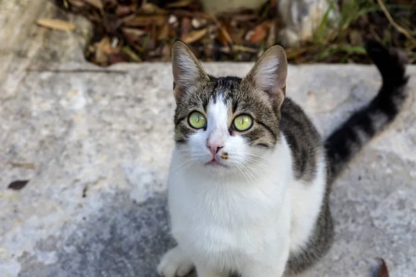 秋の日には目が緑の白い猫のふわふわした若い灰色の肖像画 — ストック写真
