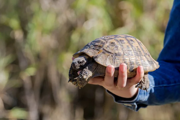 Wilde Dieren Vrouwelijke Hand Met Een Wilde Schildpad Herfst Zonnige — Stockfoto