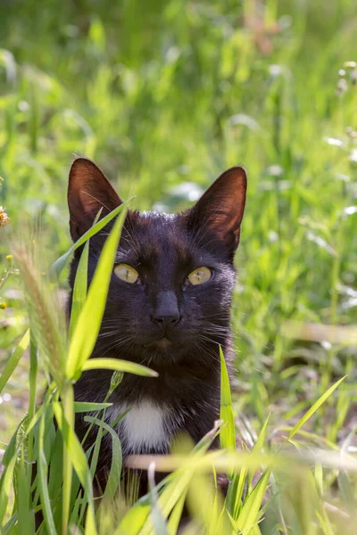 一只长着绿眼睛的年轻的黑毛猫的画像 它正坐在草地上 在春天的一天 — 图库照片