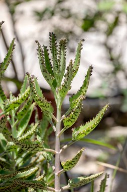 Bitkisel, şifalı sulu bitki (Kalanchoe daigremontiana), güneşli bir yaz gününde bir çiçek tarlasında yetişir.
