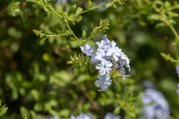 在阳光明媚的夏日里 花园里生长着美丽的灌木和蓝色的花朵 — 图库照片