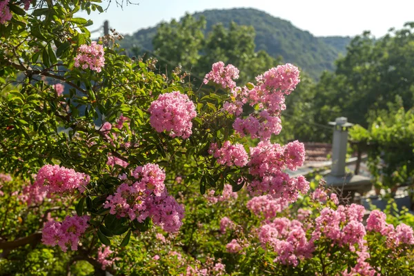 Μια Όμορφη Διακοσμητική Θάμνος Lagerstroemia Indica Βυσσινί Ταξιανθίες Ανθίζει Και — Φωτογραφία Αρχείου