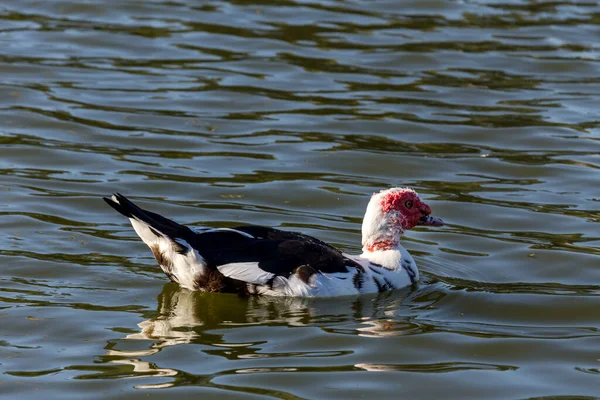 Samec Kachny Pižmové Káhira Moschata Detailní Záběr Plave Jezírku Podzimního — Stock fotografie