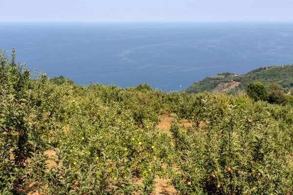 Landbouw Beroemde Appelboomgaarden Een Berg Met Uitzicht Zee Vlakbij Het — Stockfoto