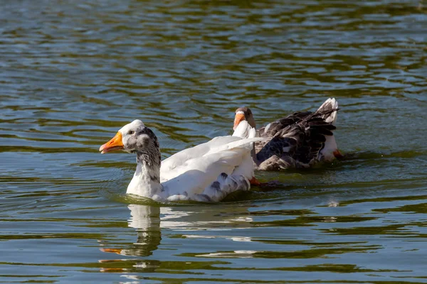 Poultry Farming Two Large Goose Swim Pond Close Sunny Autumn — Stockfoto