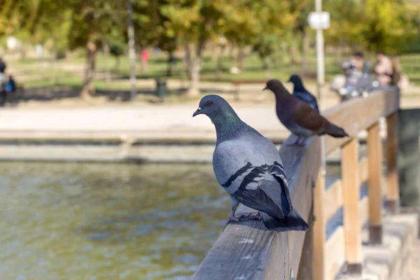 Kuşlar Şehir Güvercinleri Güneşli Bir Günde Sonbahar Parkında Göletin Kenarındaki — Stok fotoğraf