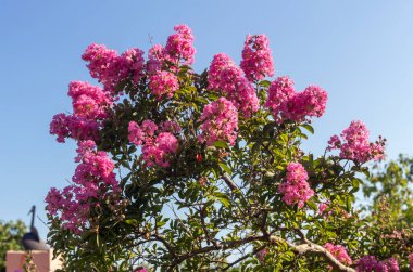 Güzel, dekoratif bir çalı (Lagerstroemia indica) kıpkırmızı bir kızılcık tomurcuklanır ve yazın, güneşli bir günde bahçede büyür.