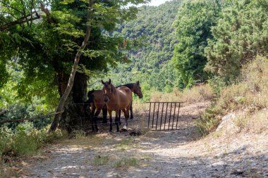 Güneşli bir yaz gününde, güzel, kahverengi atlar dağda otlar.