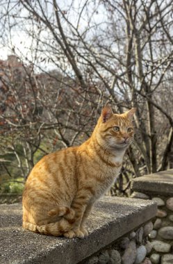 Şirin, dost canlısı, kızıl saçlı, evsiz kedi kışın yakın çekim, dağlarda bulutlu bir gün.