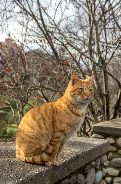 Şirin, dost canlısı, kızıl saçlı, evsiz kedi kışın yakın çekim, dağlarda bulutlu bir gün.