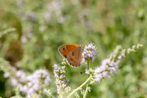 Beautiful Elegant Bright Butterfly Satyridae Sitting Mint Flower Summer Sunny — Stock Photo, Image