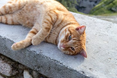 Şirin, dost canlısı, kızıl saçlı, evsiz kedi kışın yakın çekim, dağlarda bulutlu bir gün.