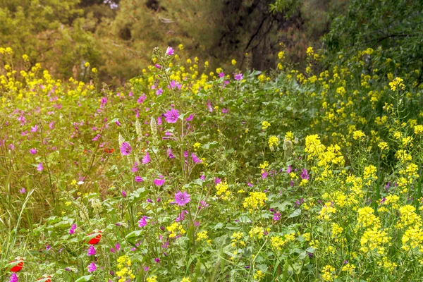 Variety Wildflowers Grow Bloom Mountain Meadow Sunny Spring Day Close — Stock Photo, Image