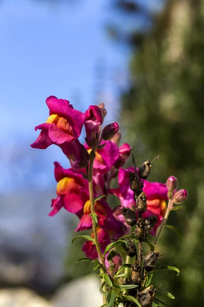Bahçedeki güneşli bir kış gününde çiçeklerle birlikte narin bir bahçe bitkisi (Antirrhinum) büyür ve çiçek açar.