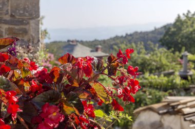 Kırmızı çiçekli (Begonya) bitki, güneşli bir yaz gününde sokağın ortasında büyür ve çiçek açar.