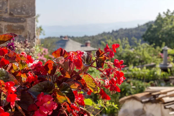 Kırmızı çiçekli (Begonya) bitki, güneşli bir yaz gününde sokağın ortasında büyür ve çiçek açar.