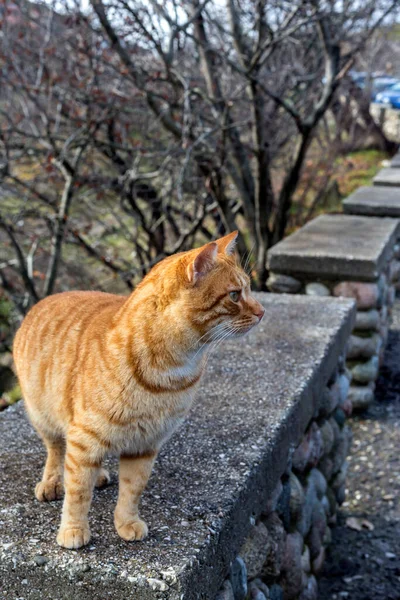 Niedliche Freundliche Rothaarige Obdachlose Katze Aus Nächster Nähe Einem Bewölkten — Stockfoto