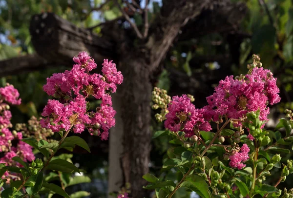 Güzel Dekoratif Bir Çalı Lagerstroemia Indica Kıpkırmızı Bir Kızılcık Tomurcuklanır — Stok fotoğraf