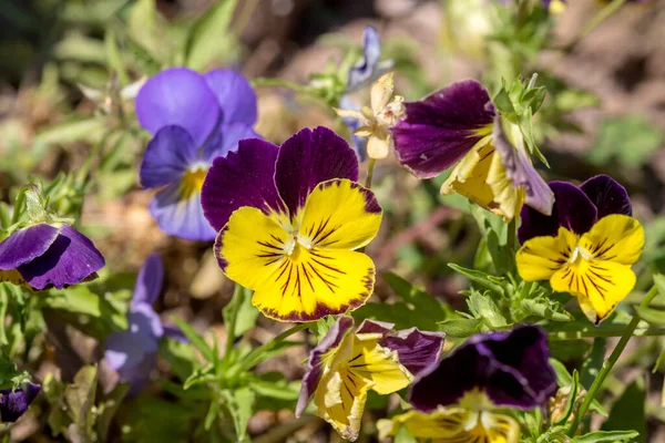 在一个阳光明媚的夏日 这种植物 紫罗兰三色花 在公园里生长开花 — 图库照片