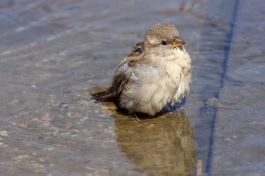 Kuşlar. Küçük, komik, sevimli serçe (Passer domesticus) sıcak bir sonbahar gününde şehrin su birikintisinde banyo yapıyor.