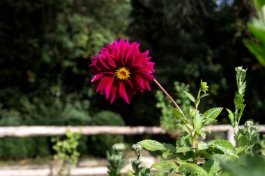 Hassas, bahçecilik, Burgundy Dahlia çiçekleri güneşli bir günde sonbahar bahçesinde yetişir.