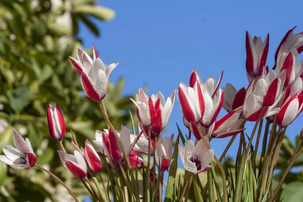 希腊植物 春天里的一个阳光明媚的日子里 在草地上生长着一朵稀有的 娇嫩的 冬青的郁金香 — 图库照片