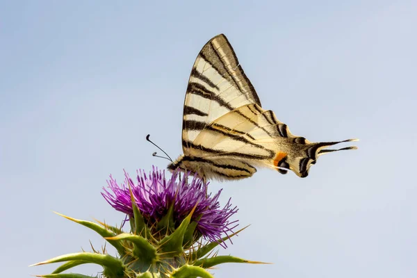 Beautiful Big Butterfly Podalirius Iphiclides Podalirius Sits Flower Blue Sky — Stock Photo, Image