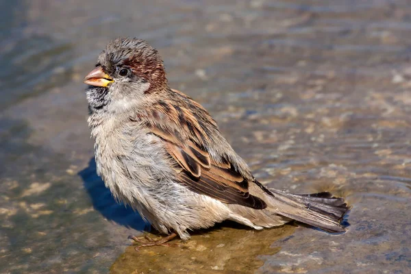 Vögel Kleiner Lustiger Niedlicher Sperling Passer Domesticus Badet Einem Warmen — Stockfoto