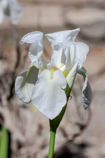 Bianco Tenero Iris Decorativo Iris Hybrida Cresce Aiuola Giardino Primavera — Foto Stock