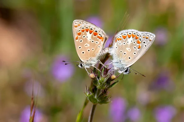 Insects Two Beautiful Bright Delicate Butterflies Lycaenidae Flower Close Summer — Stock Photo, Image