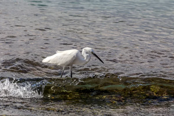 Vida Selvagem Branco Grande Garça Great Egret Caçar Peixes Mar — Fotografia de Stock