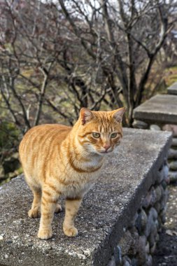 Şirin, dost canlısı, kızıl saçlı, evsiz kedi kışın yakın çekim, dağlarda bulutlu bir gün.