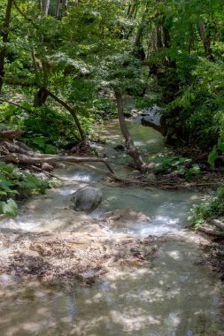 Güneşli bir yaz gününde çınar ormanları arasında bir dağ, soğuk, hızlı bir nehir akar (Yunanistan).