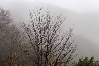 Manzara. Dağlar ve orman sisli bir kış günü, bulutlu bir günde boğuluyor (Yunanistan)