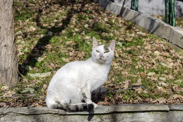 かわいい白い猫が冬の晴れた日に公園の石の柵の上に座っています — ストック写真