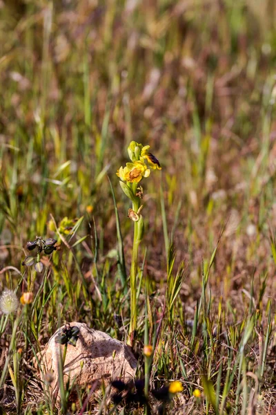 Orchidée Rare Ophrys Ferrum Equinum Avec Des Fleurs Poussant Dans — Photo