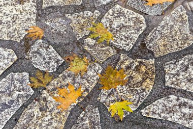 Taş yolu ve çınar ağacının sarı yapraklarıyla soyut arkaplan