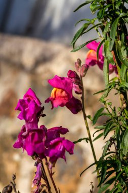 Bahçedeki güneşli bir kış gününde çiçeklerle birlikte narin bir bahçe bitkisi (Antirrhinum) büyür ve çiçek açar.