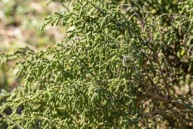 Güneşli bir sonbahar gününde ormanda tıbbi, zehirli bitki (Thymelaea hirsuta) yetişir.