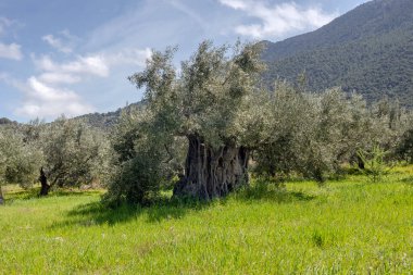Tarım. Zeytin ağaçları, güneşli bir bahar gününde dağlarda, zeytin korusunda yetişir.
