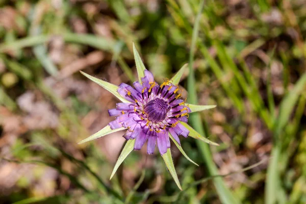 Una Tierna Planta Tragopogon Porrifolius Con Una Flor Lila Crece — Foto de Stock