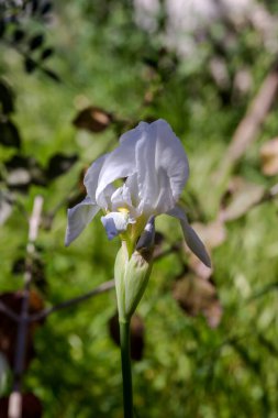 Beyaz, narin süs zambağı (Iris melezi) baharda, güneşli bir günde bahçede çiçek tarhında yetişir.