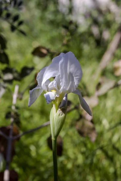 Biała Delikatna Tęczówka Ozdobna Iris Hybrida Rośnie Kwietniku Ogrodzie Wiosną — Zdjęcie stockowe