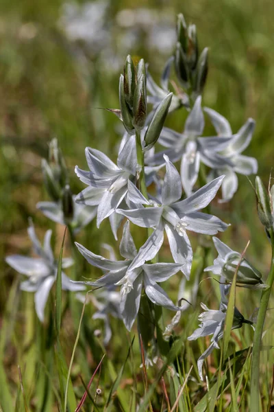 Delikatna Roślina Ornithogalum Nutans Białymi Kwiatami Dorasta Górskiej Łące Wiosennym — Zdjęcie stockowe