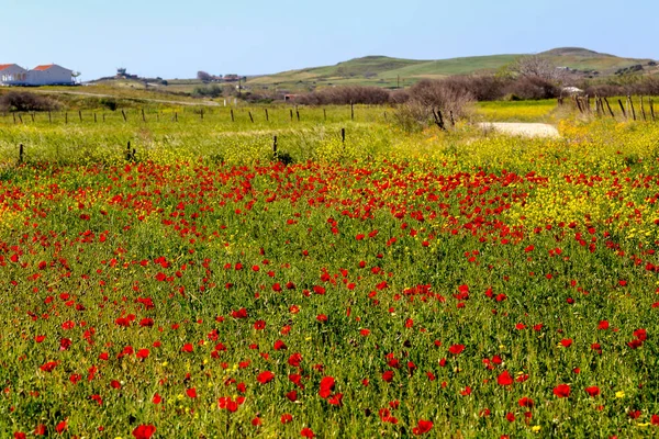 Kırmızı gelincik (Papaver rhoeas), güneşli bir bahar gününde bir çayırda yetişir..