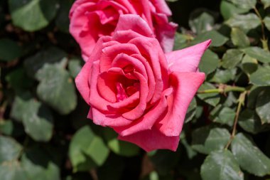 Pembe, büyük, dekoratif gül bahçedeki bir çiçek tarlasında yetişiyor.