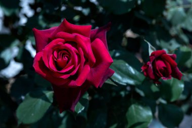 Kırmızı, büyük, dekoratif gül bahçedeki bir çiçek tarlasında yetişiyor.