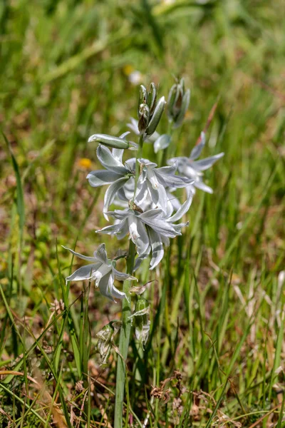 春天的一天 在山里的草地上生长着一种带有白花的柔嫩植物 核桃仁属植物 — 图库照片