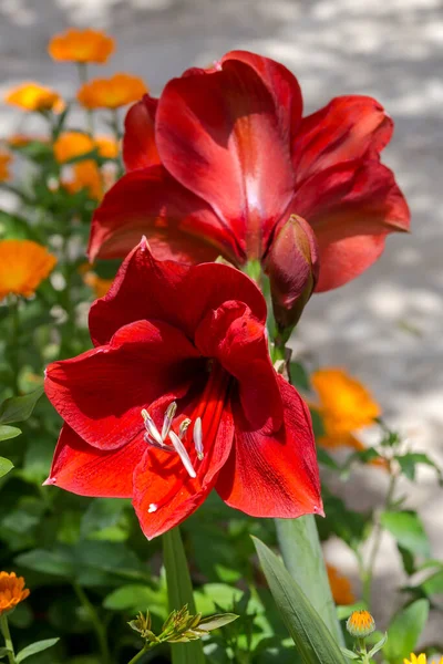 花园近旁的花坛上长着红色的 装饰性的花冠 — 图库照片