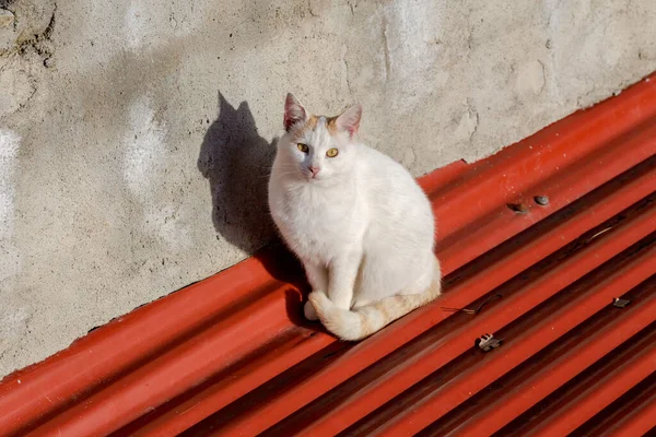 冬の日には納屋の屋根の上の座席には緑の目をした白で美しい女性の猫が座っています — ストック写真